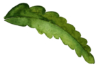 植物绿叶