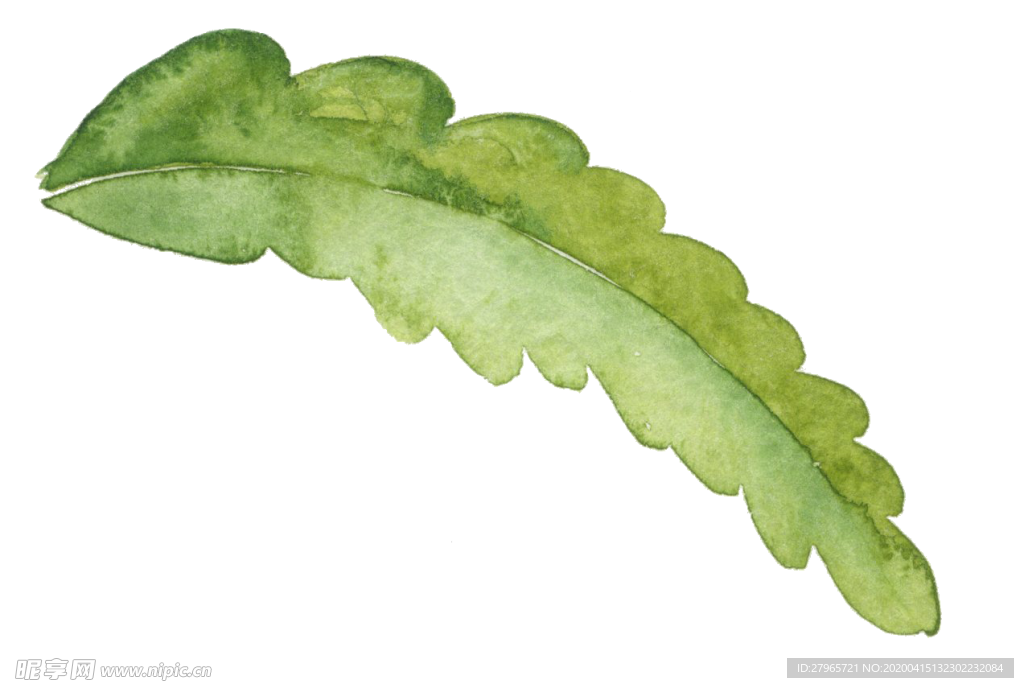 植物绿叶