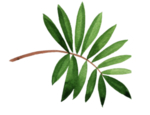 植物绿叶