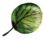 植物绿叶