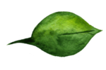 植物绿叶