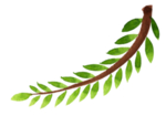 植物绿叶