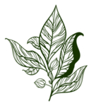手绘植物