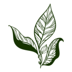 手绘植物