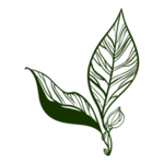手绘植物