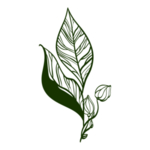 手绘植物