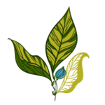 手绘植物