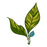 手绘植物