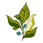 手绘植物