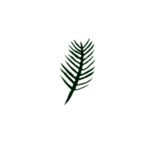 手绘植物