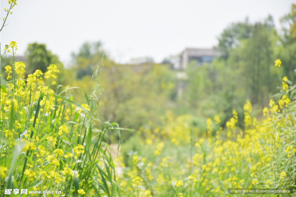 油菜花 蜜蜂采蜜