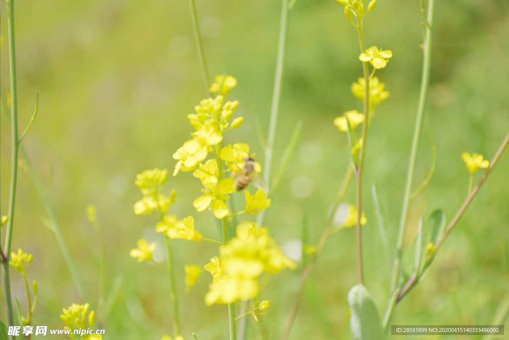 油菜花 蜜蜂采蜜