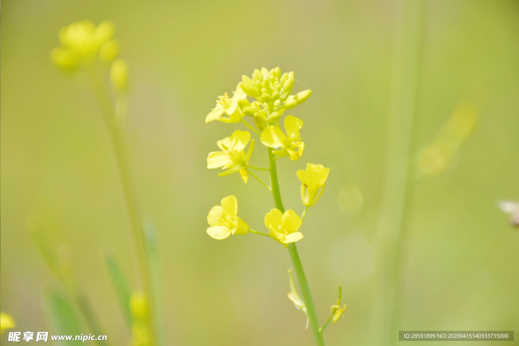 油菜花 蜜蜂采蜜