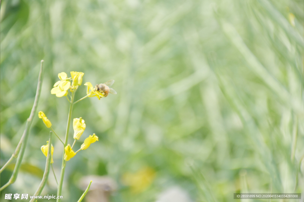 油菜花 蜜蜂采蜜