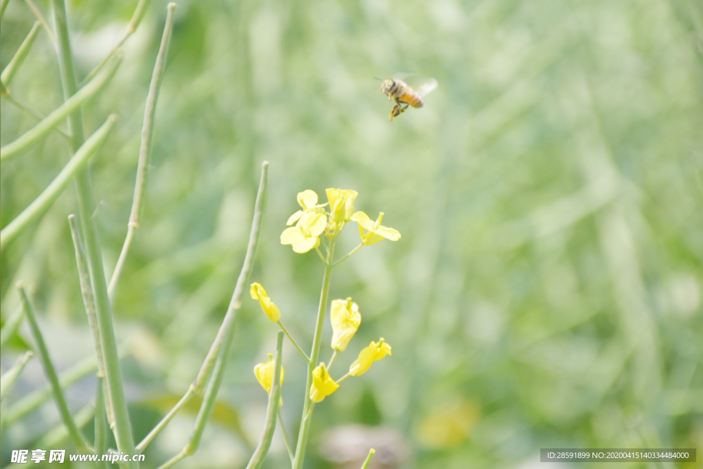 油菜花 蜜蜂采蜜