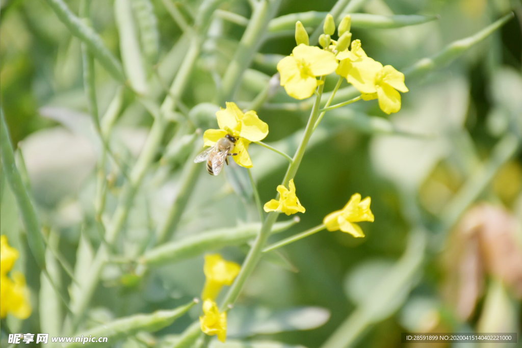 油菜花 蜜蜂采蜜