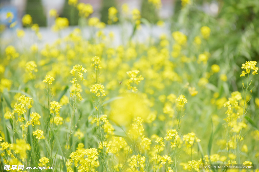 油菜花 蜜蜂采蜜