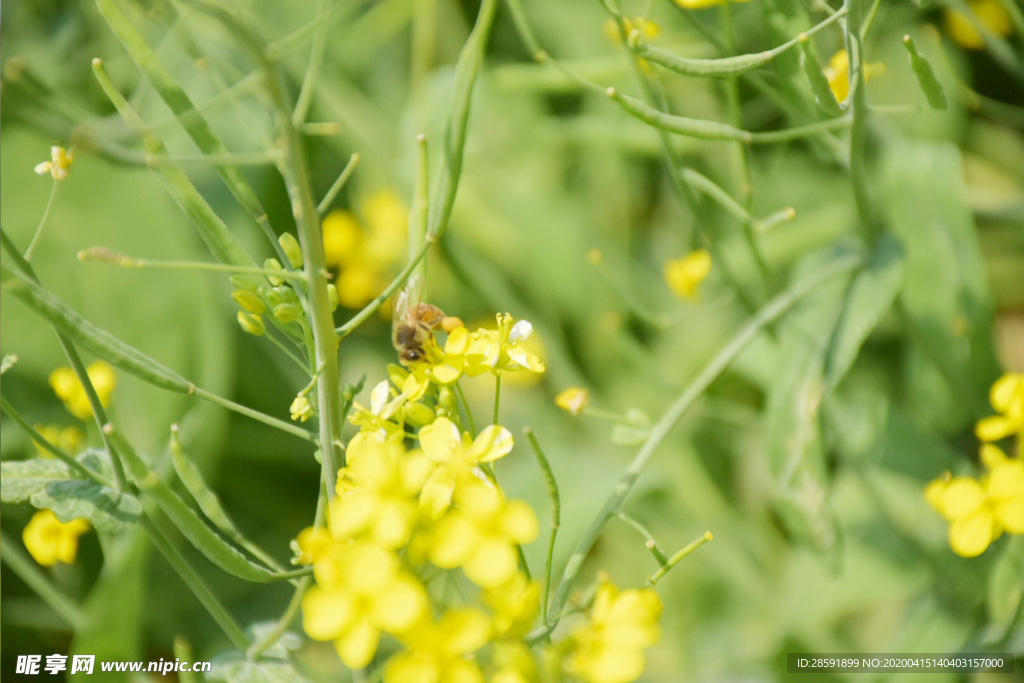 油菜花 蜜蜂采蜜