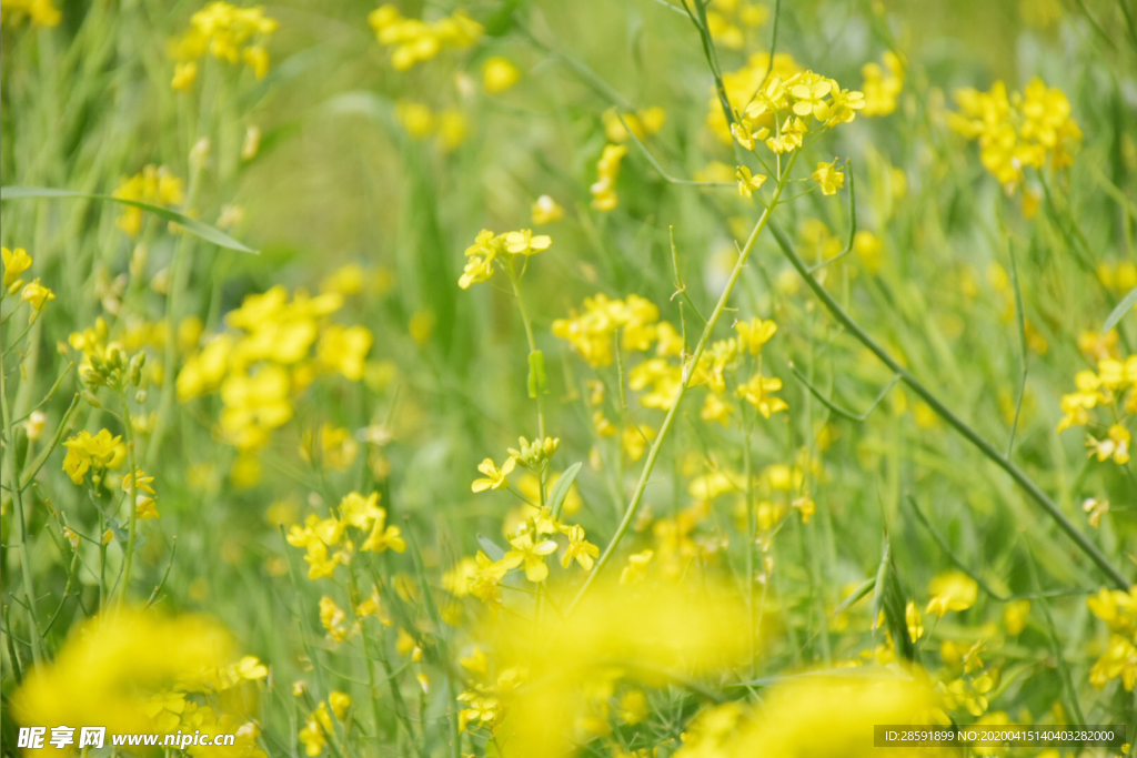 油菜花 蜜蜂采蜜