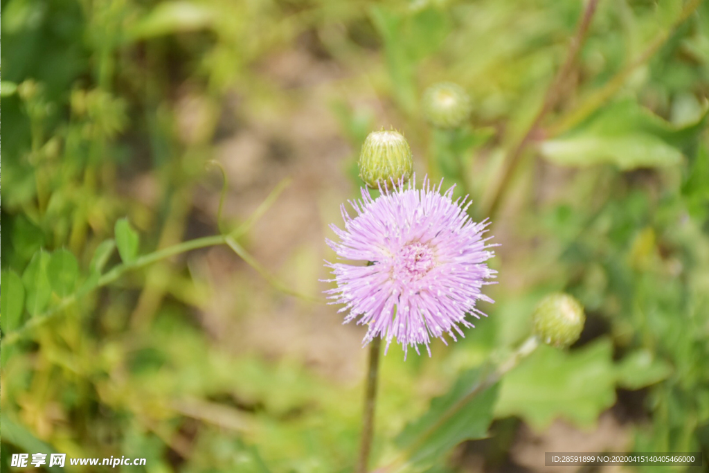 紫花 小花 野花 野草