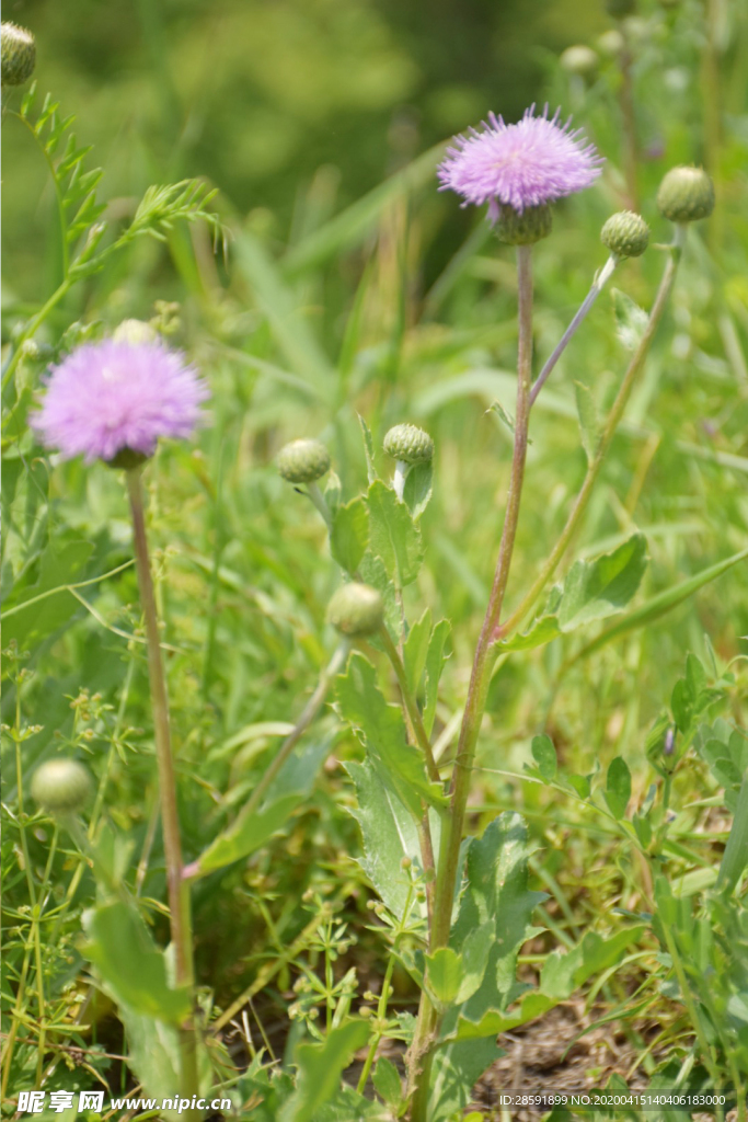 紫花 小花 绿草 野草