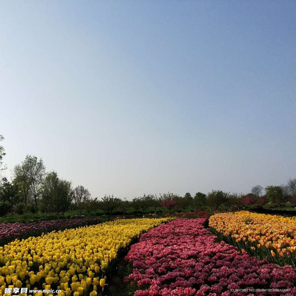 郁金香花海