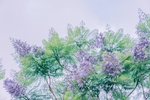 薰衣草
