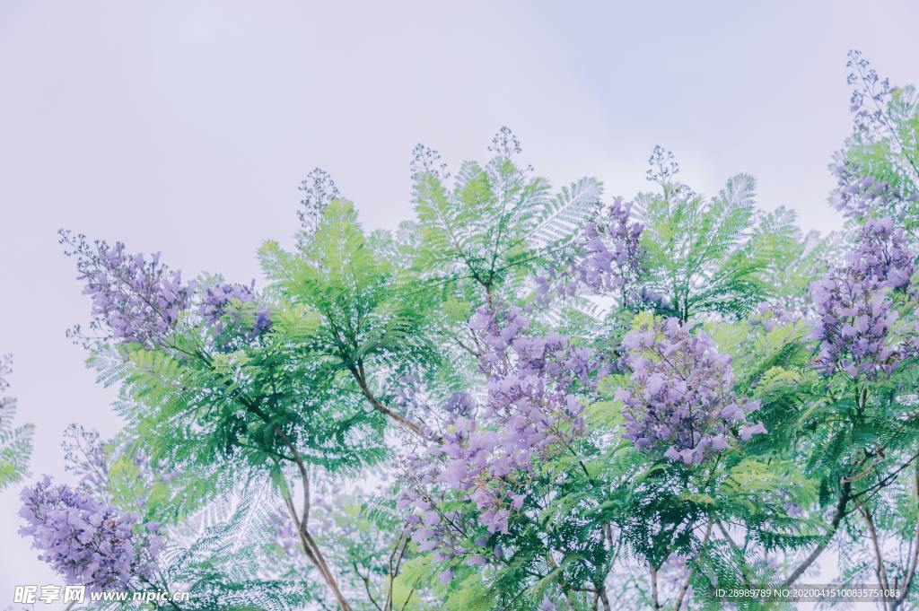 薰衣草