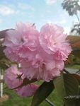 粉色樱花