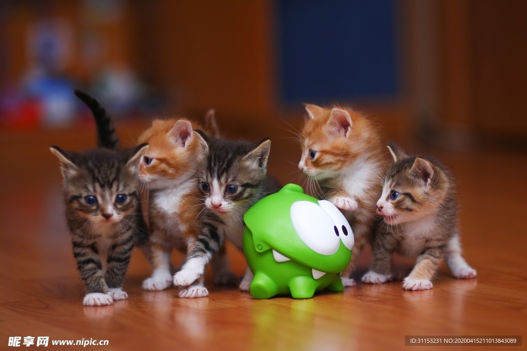 猫