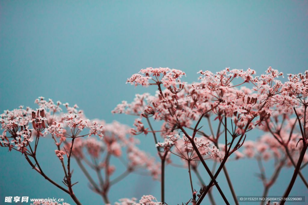 花