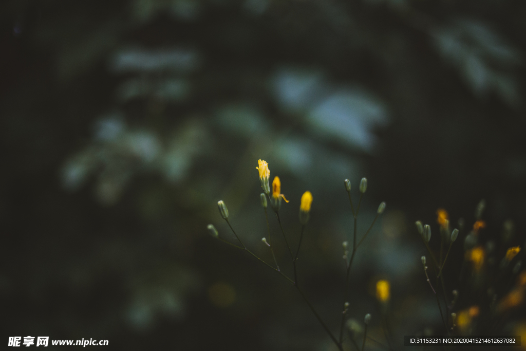 花