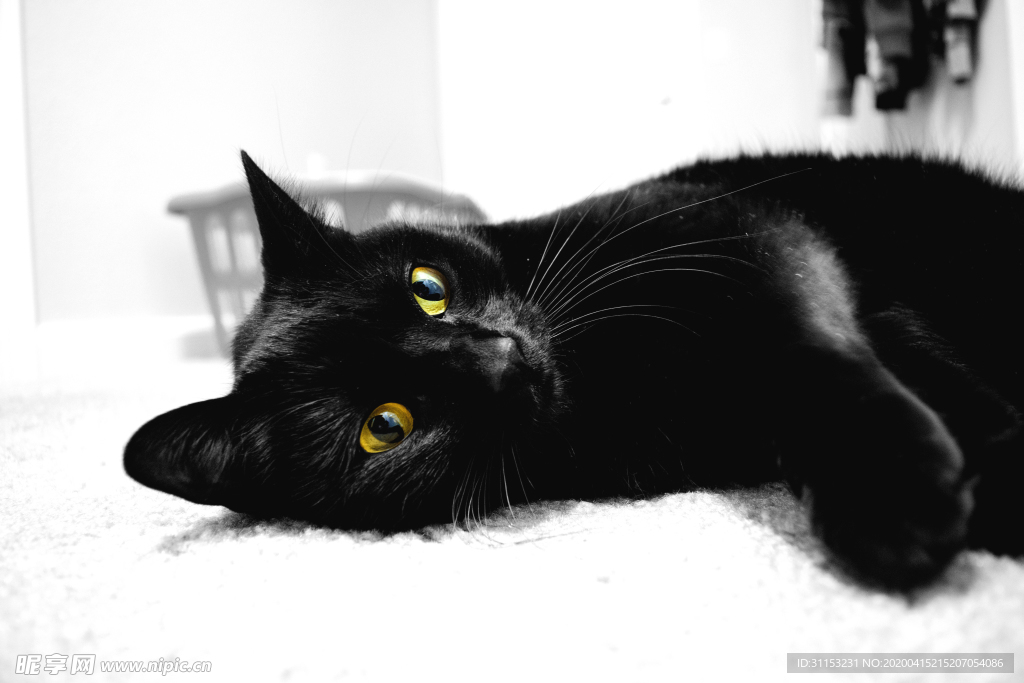猫