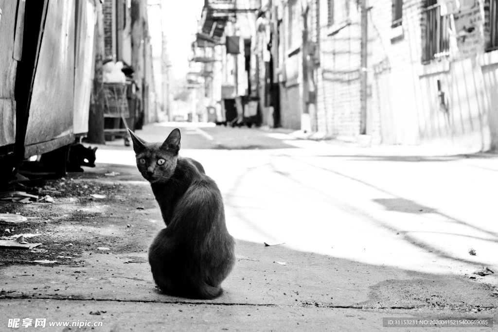 猫
