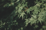 树叶