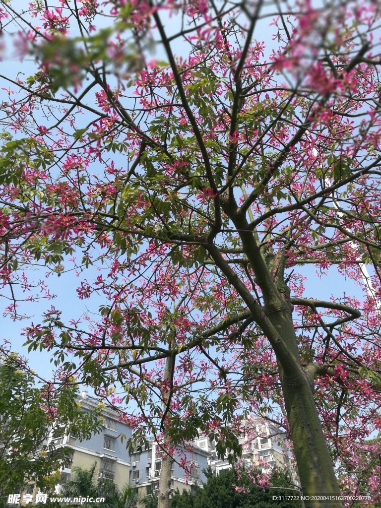 树 花 美景 街景 植物 蓝天