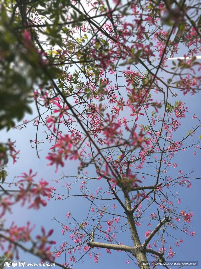 树 花 美景 街景 植物 蓝天
