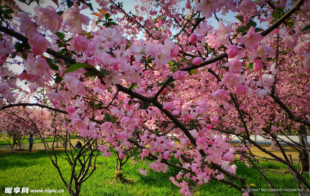 海棠花