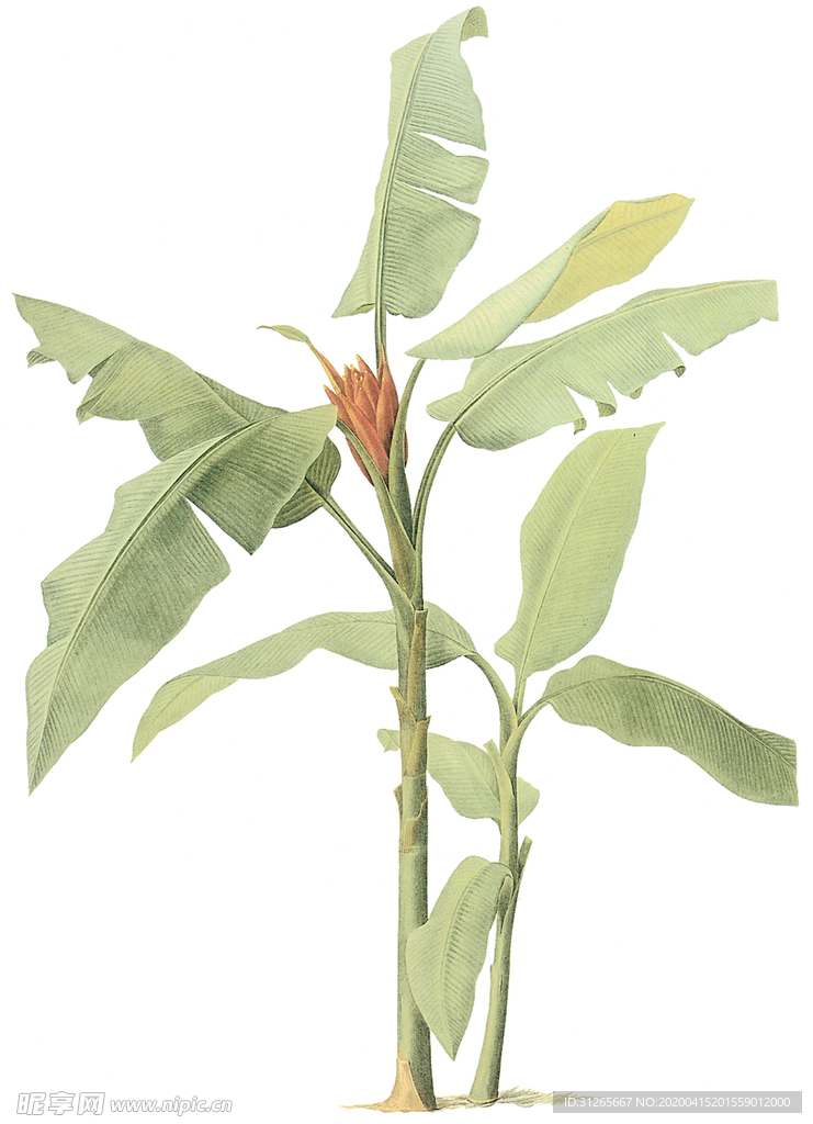 植物 花卉 油画 装饰画