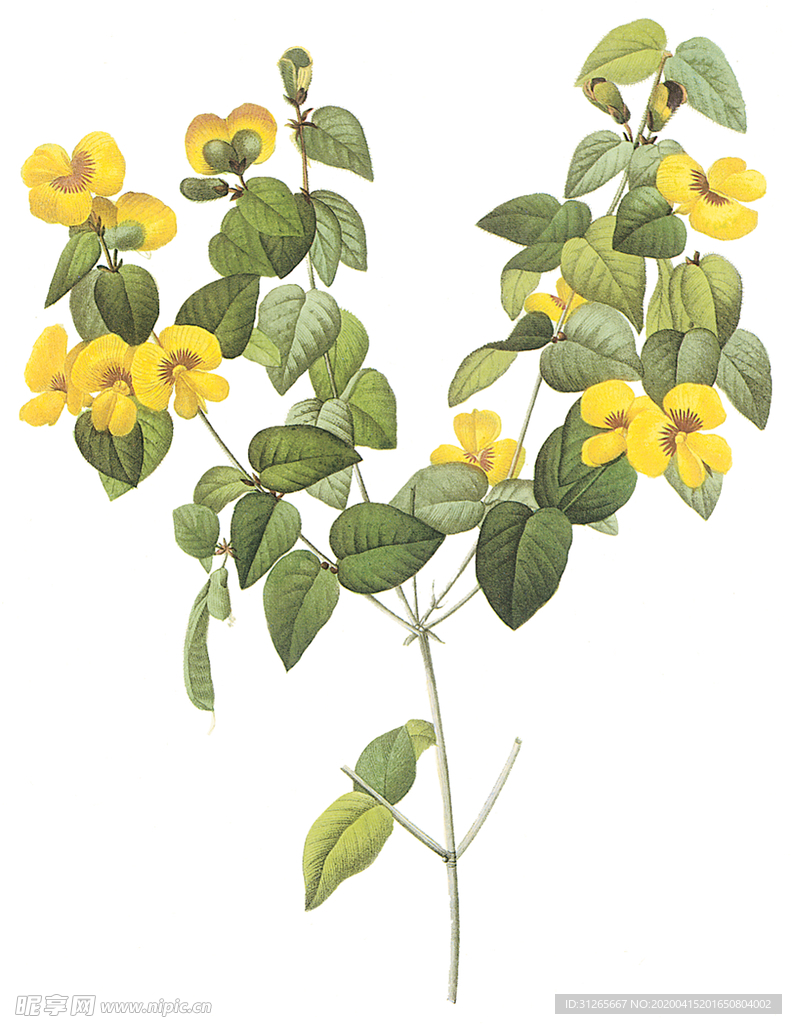 植物 花卉 油画 装饰画