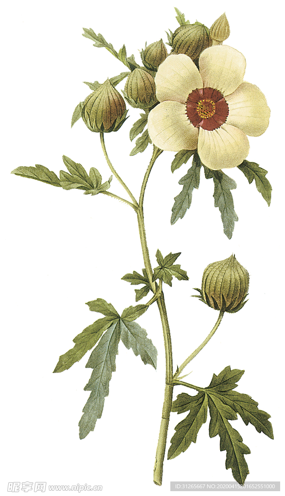 植物 花卉 油画 装饰画
