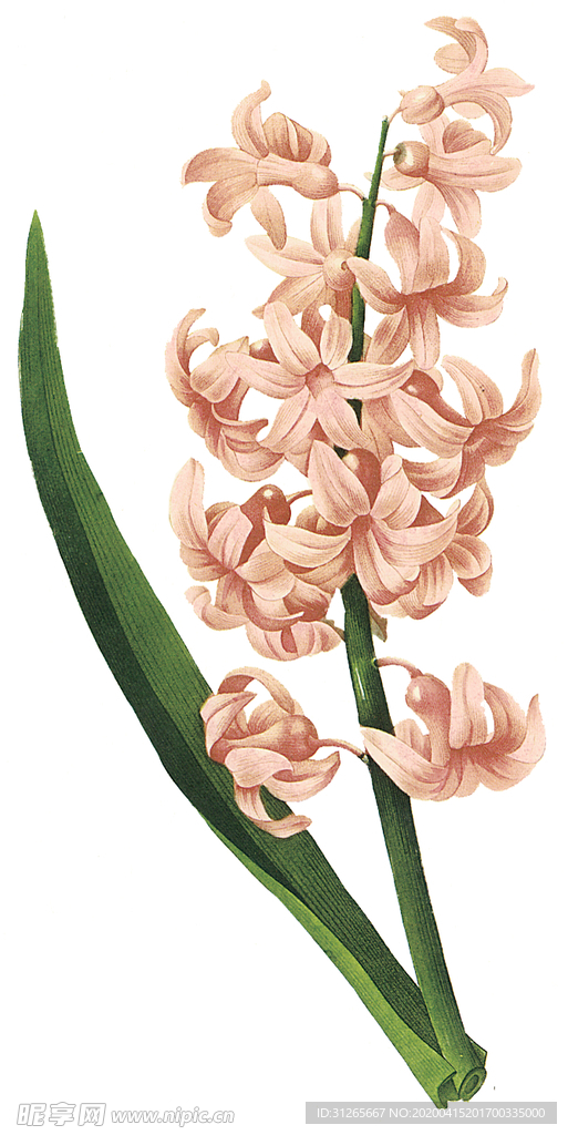 植物 花卉 油画 装饰画
