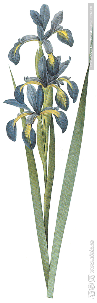 植物 花卉 油画 装饰画
