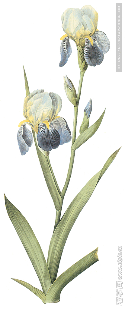植物 花卉 油画 装饰画
