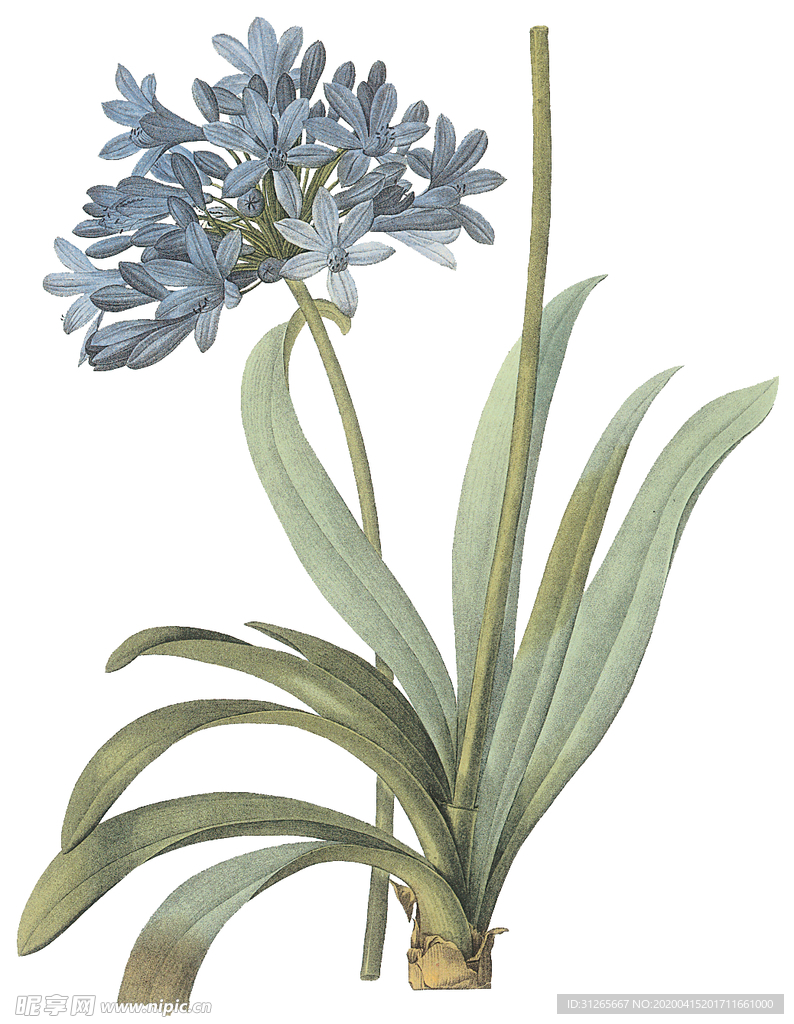 植物 花卉 油画 装饰画