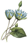 植物 花卉 油画 装饰画