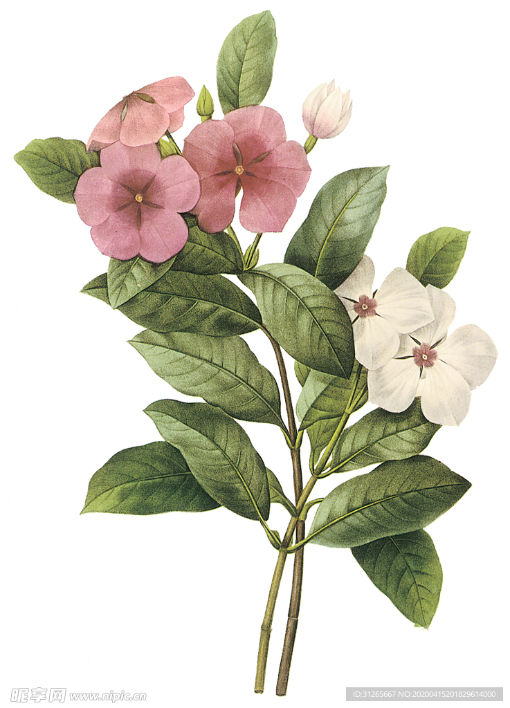 植物 花卉 油画 装饰画
