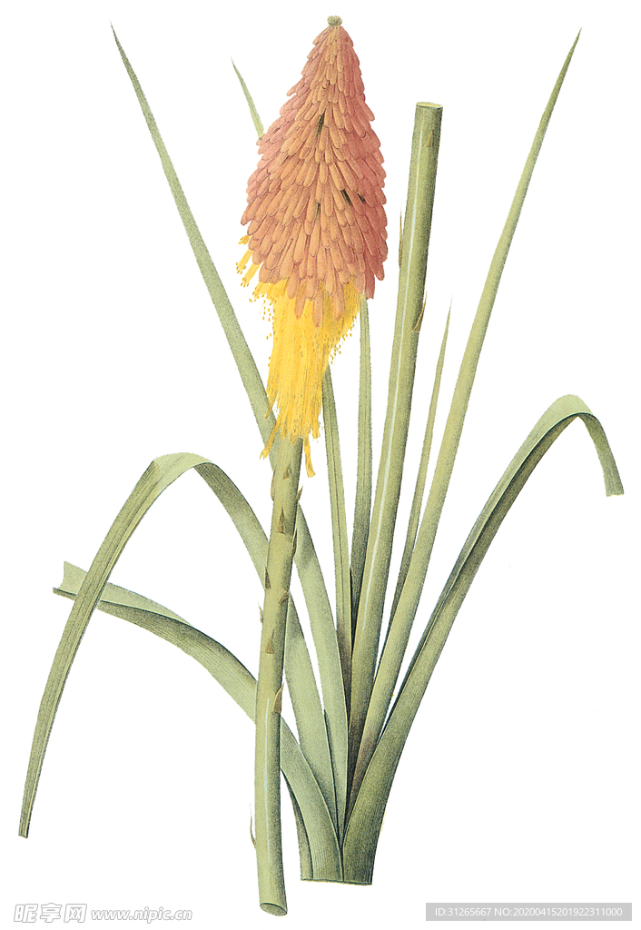 植物 花卉 油画 装饰画