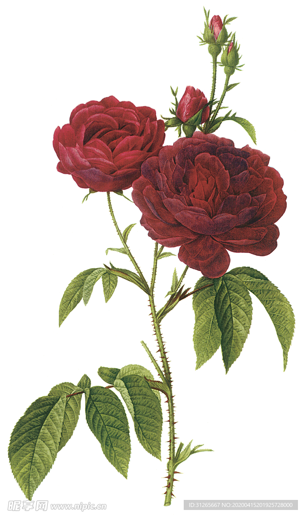 植物 花卉 油画 装饰画