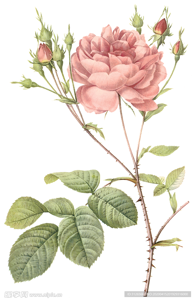 植物 花卉 油画 装饰画